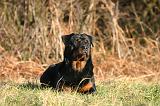 ROTTWEILER 647